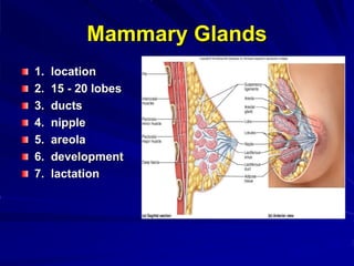 Mammary Glands
1. location
2. 15 - 20 lobes
3. ducts
4. nipple
5. areola
6. development
7. lactation
 