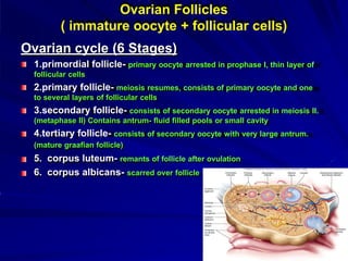 Ovarian Follicles
( immature oocyte + follicular cells)
Ovarian cycle (6 Stages)
1.primordial follicle- primary oocyte arrested in prophase I, thin layer of
follicular cells
2.primary follicle- meiosis resumes, consists of primary oocyte and one
to several layers of follicular cells
3.secondary follicle- consists of secondary oocyte arrested in meiosis II.
(metaphase II) Contains antrum- fluid filled pools or small cavity
4.tertiary follicle- consists of secondary oocyte with very large antrum.
(mature graafian follicle)
5. corpus luteum- remants of follicle after ovulation
6. corpus albicans- scarred over follicle
 