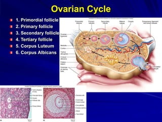 Ovarian Cycle
1. Primordial follicle
2. Primary follicle
3. Secondary follicle
4. Tertiary follicle
5. Corpus Luteum
6. Corpus Albicans
 