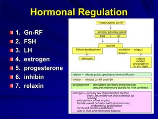 Hormonal Regulation
1. Gn-RF
2. FSH
3. LH
4. estrogen
5. progesterone
6. inhibin
7. relaxin
hypothalamic Gn-RF
anterior pituitary gland
FSH LH
ovaries
follicle development ovulation  corpus
luteum
relaxin
inhibin
progesteron
e estrogen
estrogen
relaxin -- relaxes pubic symphysis/cervical dilation
inhibin -- inhibits Gn-RF and FSH
progesterone -- stimulates secretory endometrium
prepares mammary glands for milk synthesis
estrogen -- primary sex characteristics (before
birth) secondary sex characteristics (at
puberty)
enlargement of sex organs
female sexual behavior (with testosterone)
endometrial proliferation
increased proteins anabolism
aids in fluid and electrolyte balance
 