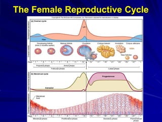 The Female Reproductive Cycle
 