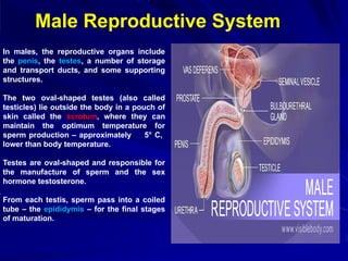 Male Reproductive System
In males, the reproductive organs include
the penis, the testes, a number of storage
and transport ducts, and some supporting
structures.
The two oval-shaped testes (also called
testicles) lie outside the body in a pouch of
skin called the scrotum, where they can
maintain the optimum temperature for
sperm production – approximately 5° C,
lower than body temperature.
Testes are oval-shaped and responsible for
the manufacture of sperm and the sex
hormone testosterone.
From each testis, sperm pass into a coiled
tube – the epididymis – for the final stages
of maturation.
 
