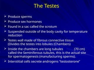 The Testes
 Produce sperms
 Produce sex hormones
 Found in a sac called the scrotum
 Suspended outside of the body cavity for temperature
reduction
 Testes wall made of fibrous connective tissue
(Divides the testes into lobules (Chambers)
 Inside the chambers are long tubules (70 cm)
called the Seminiferous tubules, this is the actual site
for spermatogenesis (manufacturing sperms).
 Interstitial cells secrete androgens “testosterone”
 