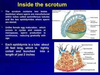 Inside the scrotum
• The scrotum contains two testes
(testicles) where sperm are manufactured
within tubes called seminiferous tubules
and the two epididymides where sperm
are stored.
• Unlike female egg maturation, which
occurs in cycles and ceases at
menopause, sperm production is
continuous, reducing gradually with
age.
• Each epididymis is a tube about
20 feet long, which is tightly
coiled and bunched into a
length of just 2 inches
 