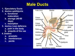 Male Ducts
1. Ejaculatory Ducts
2. ductus epididymis
a. functional
maturation
b. storage (40-60
days)
c. resorption
3. ductus (vas) deferens
a. path in the body
b. ampulla of the vas
4. Urethra
a. prostatic
b. membranous
c. penile
 