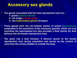 Accessory sex glands
• The glands associated with the male reproductive tract are :
1- paired seminal vesicles
2- the single prostate gland
3- two bulbourethral glands (Cowper).
• These glands form the non-cellular portion of semen (spermatozoa
suspended in the secretions of the accessory glands), which not only
nourishes the spermatozoa but also provides a fluid vehicle for their
delivery into the female reproductive tract.
• The penis has a dual function: It delivers semen to the female
reproductive tract during copulation and serves as the conduit of
urine from the urinary bladder to outside the body.
 