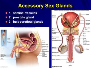 Accessory Sex Glands
1. seminal vesicles
2. prostate gland
3. bulbourethral glands
 