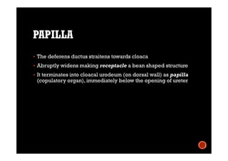 PAPILLA
 The deferens ductus straitens towards cloaca
 Abruptly widens making receptacle a bean shaped structure
 It terminates into cloacal urodeum (on dorsal wall) as papilla
(copulatory organ), immediately below the opening of ureter
 