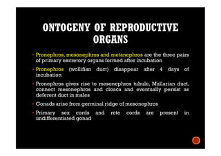 ONTOGENY OF REPRODUCTIVE
ORGANS
 Pronephros, mesonephros and metanephros are the three pairs
of primary excretory organs formed after incubation
 Pronephros (wollifian duct) disappear after 4 days of
incubation
 Pronephros gives rise to mesonephros tubule, Mullarian duct,
connect mesonephros and cloaca and eventually persist as
deferent duct in males
 Gonads arise from germinal ridge of mesonephros
 Primary sex cords and rete cords are present in
undifferentiated gonad
 