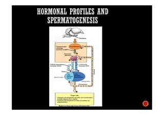 HORMONAL PROFILES AND
SPERMATOGENESIS
 