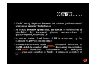 CONTINUE……
 The LC being dispersed between the tubules, produce several
androgens, primarily testosterone
 As sexual maturity approaches, production of testosterone is
stimulated by increased plasma concentrations of
gonadotrophins, especially, LH
 In mature males, blood levels of LH is maintained by the
following negative feedback loop :
 increased testosterone levels decreased secretion of
GnRH -, inhibits secretion of LH decreased concentration
of LH decreased concentration of androgens
increased secretion of GnRH --) increased secretion of
LH.
 