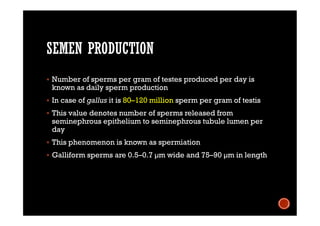 SEMEN PRODUCTION
 Number of sperms per gram of testes produced per day is
known as daily sperm production
 In case of gallus it is 80–120 million sperm per gram of testis
 This value denotes number of sperms released from
seminephrous epithelium to seminephrous tubule lumen per
day
 This phenomenon is known as spermiation
 Galliform sperms are 0.5–0.7 µm wide and 75–90 µm in length
 