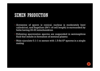 SEMEN PRODUCTION
 Acrosome of sperm is conical, nucleus is moderately bent
cylindrical, and flagellum (84% of cell length) is surrounded by
helix having 25-30 mitochondrion
 Following spermiation sperms are suspended in seminephrus
fluid that results in formation of seminal plasma
 Male ejaculate 0.1-1 cc semen with 1.5-8x109 sperms in a single
mating
 
