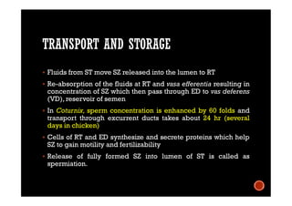 TRANSPORT AND STORAGE
 Fluids from ST move SZ released into the lumen to RT
 Re-absorption of the fluids at RT and vasa efferentia resulting in
concentration of SZ which then pass through ED to vas deferens
(VD), reservoir of semen
 In Coturnix, sperm concentration is enhanced by 60 folds and
transport through excurrent ducts takes about 24 hr (several
days in chicken)
 Cells of RT and ED synthesize and secrete proteins which help
SZ to gain motility and fertilizability
 Release of fully formed SZ into lumen of ST is called as
spermiation.
 