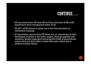 CONTINUE….
 SZ can reach lower VD from ED in 24 hr and most of SZ in ED
would have been transported within 72 hr
 40-60% of SZ/semen is given out in the first ejaculate on
abdominal massage
 At ejaculation, semen from VD flows out, on contraction of well-
developed muscles in the lower region, through papillae into
urodeum, lymph-engorged lateral phallic folds of proctodeum
and to cloaca in that order; it exits with such a force that it
seldom touches cloaca
 