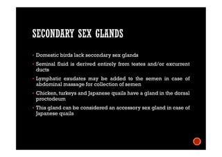 SECONDARY SEX GLANDS
 Domestic birds lack secondary sex glands
 Seminal fluid is derived entirely from testes and/or excurrent
ducts
 Lymphatic exudates may be added to the semen in case of
abdominal massage for collection of semen
 Chicken, turkeys and Japanese quails have a gland in the dorsal
proctodeum
 This gland can be considered an accessory sex gland in case of
Japanese quails
 