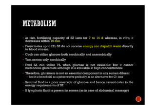 METABOLISM
 In vivo, fertilizing capacity of SZ lasts for 7 to 14 d whereas, in vitro, it
decreases within 15 min
 From testes up to ED, SZ do not receive energy nor dispatch waste directly
to blood stream.
 Cock can utilize glucose both aerobically and anaerobically
 Tom semen only aerobically
 Fowl SZ can utilize PL when glucose is not available; but it cannot
metabolize glutamate although it is available at high concentrations
 Therefore, glutamate is not an essential component in any semen diluent
 but it is beneficial as a preservative probably as an alternative for Cl- ions
 Seminal fluid is a poor reservoir of glucose and hence cannot cater to the
energy requirements of SZ
 If lymphatic fluid is present in semen (as in case of abdominal massage)
 