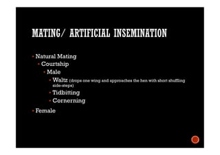 MATING/ ARTIFICIAL INSEMINATION
 Natural Mating
 Courtship
 Male
 Waltz (drops one wing and approaches the hen with short shuffling
side-steps)
 Tidbitting
 Cornerning
 Female
 