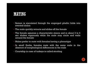 MATING
 Semen is ejaculated through the engorged phallic folds into
everted cloaca
 The male quickly retracts and slides off the female
 The female assumes a characteristic stance and in about 3 to 4
sec shakes vigorously while the male may circle and waltz
around the female
 Males prefer to mate with females having a phenotype
 In small flocks, females mate with the same male in the
absence of morphological differences in the male
 Courtship in case of turkeys is called strutting
 