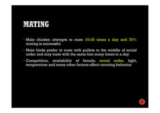 MATING
 Male chicken attempts to mate 10-30 times a day and 70%
mating is successful
 Male birds prefer to mate with pullets in the middle of social
order and may mate with the same hen many times in a day
 Competition, availability of female, social order, light,
temperature and many other factors effect courting behavior
 