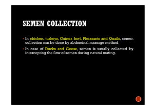 SEMEN COLLECTION
 In chicken, turkeys, Guinea fowl, Pheasants and Quails, semen
collection can be done by abdominal massage method
 In case of Ducks and Geese, semen is usually collected by
intercepting the flow of semen during natural mating.
 