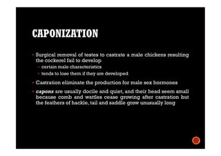 CAPONIZATION
 Surgical removal of testes to castrate a male chickens resulting
the cockerel fail to develop
 certain male characteristics
 tends to lose them if they are developed
 Castration eliminate the production for male sex hormones
 capons are usually docile and quiet, and their head seem small
because comb and wattles cease growing after castration but
the feathers of hackle, tail and saddle grow unusually long
 