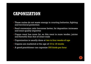 CAPONIZATION
 These males do not waste energy in courting behavior, fighting
and territorial protection
 Feed conversion ratio becomes better, fat deposition increases
and meat quality improves
 Capon meat has more fat, so this meat is more tender, juicier
and flavorful than that of intact male
 Caponization is usually done at two to four weeks of age
 Capons are marketed at the age of 15 to 18 weeks
 A good practitioner can caponize 200 birds per hour
 
