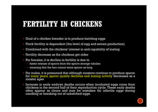 FERTILITY IN CHICKENS
 Goal of a chicken breeder is to produce hatching eggs
 Flock fertility is dependent (the level of egg and semen production)
 Combined with the chickens' interest in and capability of mating
 Fertility decrease as the chickens get older
 For females, it is decline in fertility is due to
 faster release of sperm from the sperm storage tubules
 meaning that the hen cannot store sperm as long
 For males, it is presumed that although roosters continue to produce sperm
for many years, sperm quality declines and mating activity decreases as a
rooster ages
 Increase in early embryo deaths occurs when incubated eggs come from
chickens in the second half of their reproduction cycle. These early deaths
often appear as clears and may be mistaken for infertile eggs during
candling or breaking out of unhatched eggs.
 
