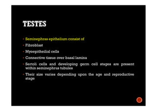 TESTES
 Seminephras epithelium consist of
 Fibroblast
 Myoepitheilial cells
 Connective tissue over basal lamina
 Sertoli cells and developing germ cell stages are present
within seminephrus tubules
 Their size varies depending upon the age and reproductive
stage
 