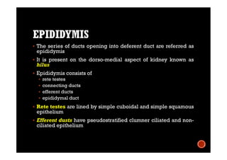 EPIDIDYMIS
 The series of ducts opening into deferent duct are referred as
epididymis
 It is present on the dorso-medial aspect of kidney known as
hilus
 Epididymis consists of
 rete testes
 connecting ducts
 efferent ducts
 epididymal duct
 Rete testes are lined by simple cuboidal and simple squamous
epithelium
 Efferent dusts have pseudostratified clumner ciliated and non-
ciliated epithelium
 