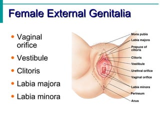 Female External Genitalia

• Vaginal
  orifice
• Vestibule
• Clitoris
• Labia majora
• Labia minora
 
