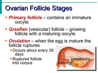 Ovarian Follicle Stages
• Primary follicle – contains an immature
     oocyte
• Graafian (vesicular) follicle – growing
      follicle with a maturing oocyte
• Ovulation – when the egg is mature the
  follicle ruptures
  • Occurs about every 28
      days
  • Ruptured follicle                transforms
    into corpus             luteum
 