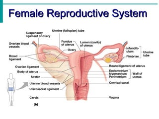 Female Reproductive System
 