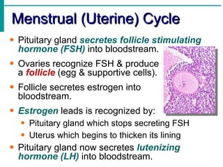 Menstrual (Uterine) Cycle
• Pituitary gland secretes follicle stimulating
  hormone (FSH) into bloodstream.
• Ovaries recognize FSH & produce
  a follicle (egg & supportive cells).
• Follicle secretes estrogen into
  bloodstream.
• Estrogen leads is recognized by:
  • Pituitary gland which stops secreting FSH
  • Uterus which begins to thicken its lining
• Pituitary gland now secretes lutenizing
  hormone (LH) into bloodstream.
 