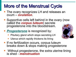 More of the Menstrual Cycle
• The ovary recognizes LH and releases an
  ovum – ovulation.
• Supportive cells left behind in the ovary (now
  called the corpus luteum) secrete
  progesterone into the bloodstream.
• Progesterone is recognized by:
  • Pituitary gland which stops secreting LH
  • Uterus which rapidly thickens its lining
• If no fertilization occurs, corpus luteum
  breaks down & stops making progesterone
• Without progesterone, the extra uterine lining
  is shed - menstruation
 