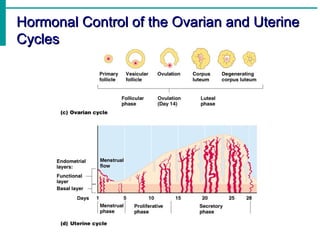Hormonal Control of the Ovarian and Uterine
Cycles
 