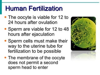 Human Fertilization
• The oocyte is viable for 12 to
  24 hours after ovulation
• Sperm are viable for 12 to 48
  hours after ejaculation
• Sperm cells must make their
  way to the uterine tube for
  fertilization to be possible
• The membrane of the oocyte
  does not permit a second
  sperm head to enter
 