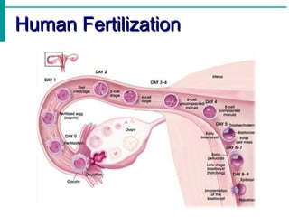 Human Fertilization
 