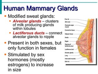 Human Mammary Glands
• Modified sweat glands:
  • Alveolar glands – clusters
    of milk producing glands
    within lobules
  • Lactiferous ducts – connect
    alveolar glands to nipple
• Present in both sexes, but
  only function in females
• Stimulated by sex
  hormones (mostly
  estrogens) to increase
  in size
 