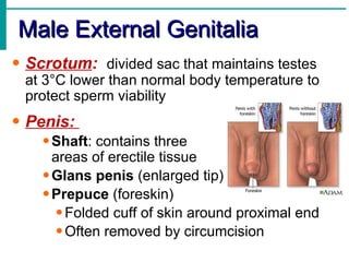 Male External Genitalia
• Scrotum: divided sac that maintains testes
 at 3°C lower than normal body temperature to
 protect sperm viability
• Penis:
    • Shaft: contains three
      areas of erectile tissue
    • Glans penis (enlarged tip)
    • Prepuce (foreskin)
       • Folded cuff of skin around proximal end
       • Often removed by circumcision
 