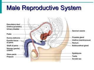 Male Reproductive System
 