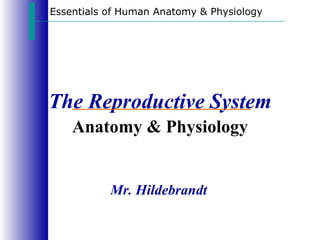 Essentials of Human Anatomy & Physiology




The Reproductive System
    Anatomy & Physiology


           Mr. Hildebrandt
 