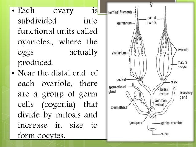 Reproductive system of eartworms and insects three parts of a cell diagram 