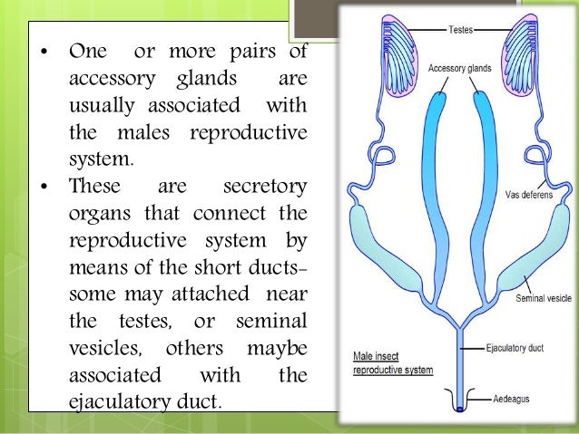 Reproductive system of eartworms and insects