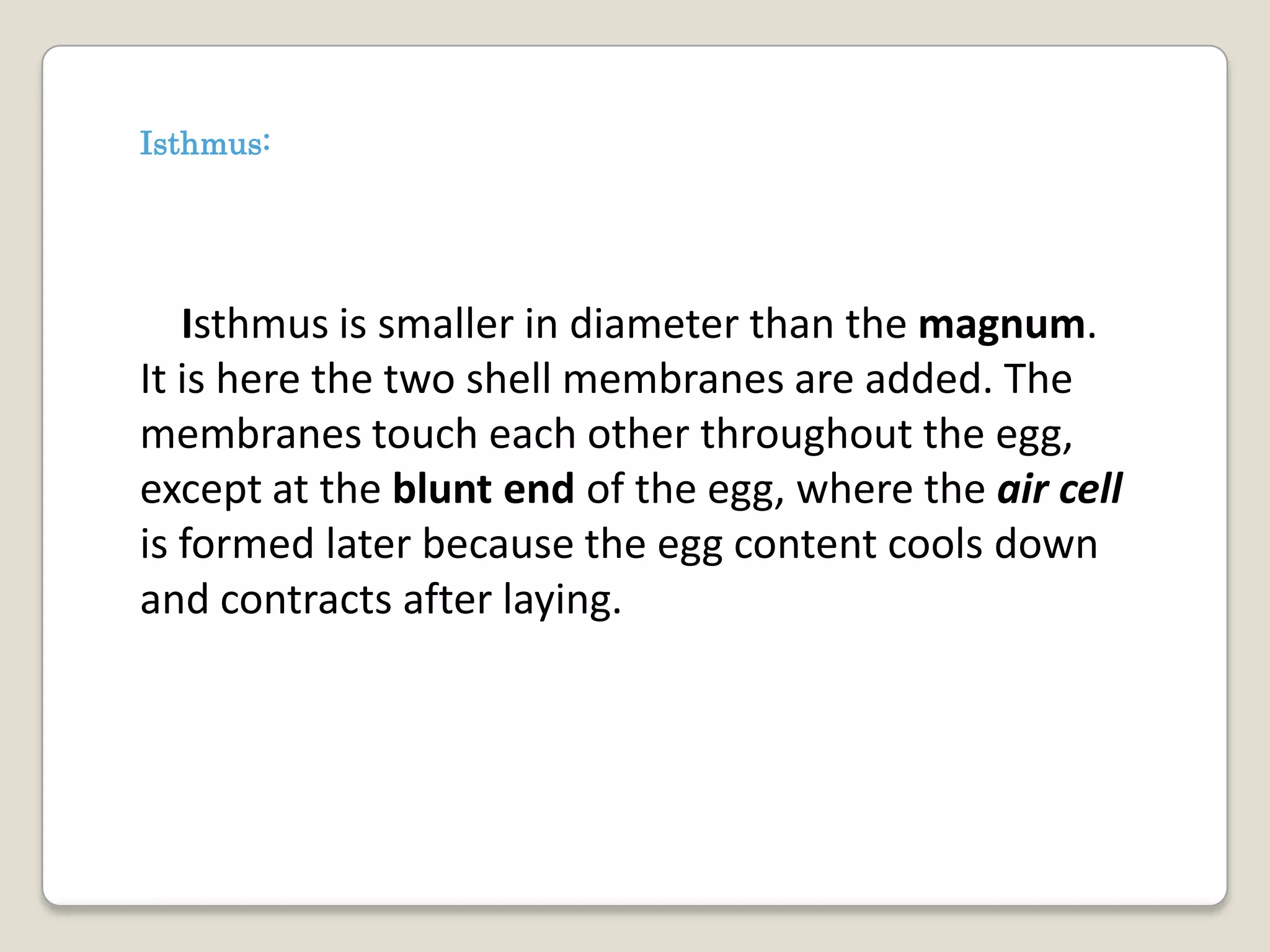 Isthmus:




   Isthmus is smaller in diameter than the magnum.
It is here the two shell membranes are added. The
membranes touch each other throughout the egg,
except at the blunt end of the egg, where the air cell
is formed later because the egg content cools down
and contracts after laying.
 