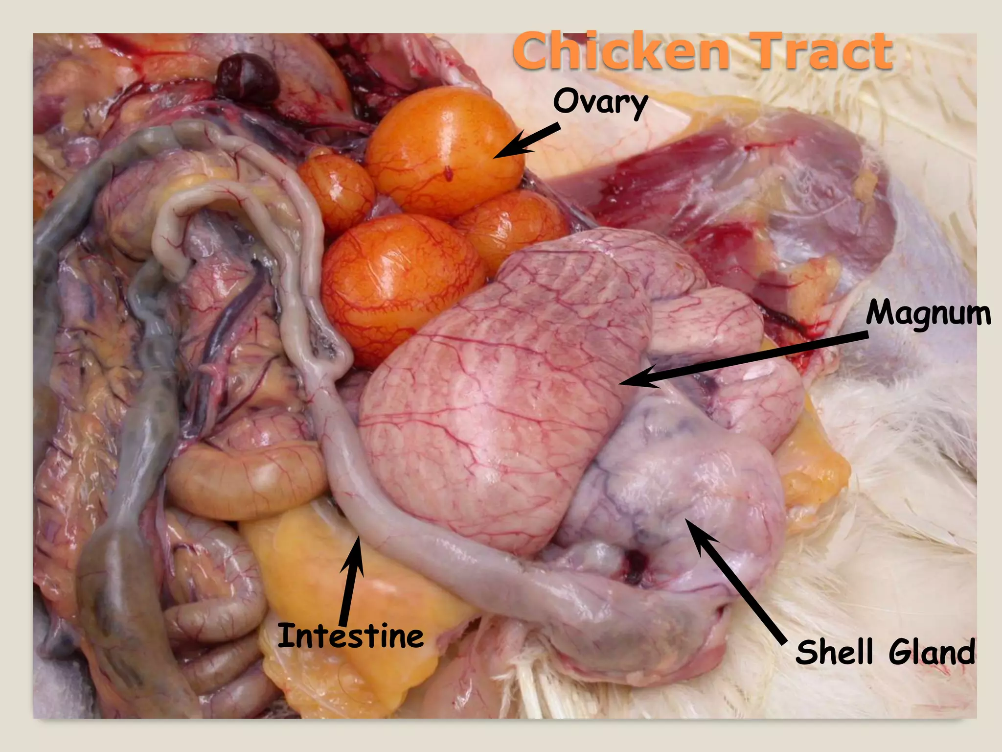 Chicken Tract
             Ovary




                         Magnum




Intestine            Shell Gland
 