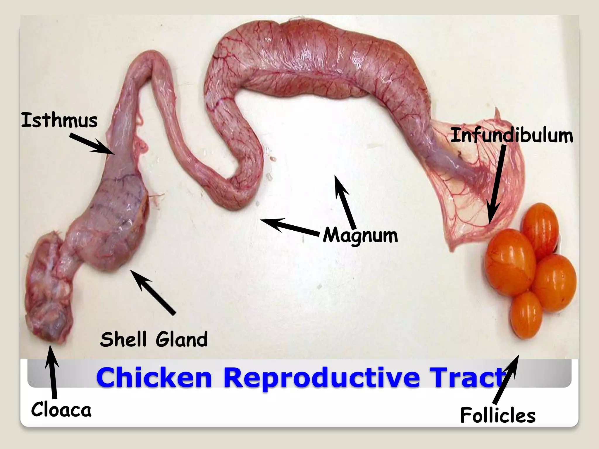 Isthmus
                                 Infundibulum




                        Magnum




          Shell Gland

         Chicken Reproductive Tract
Cloaca                           Follicles
 