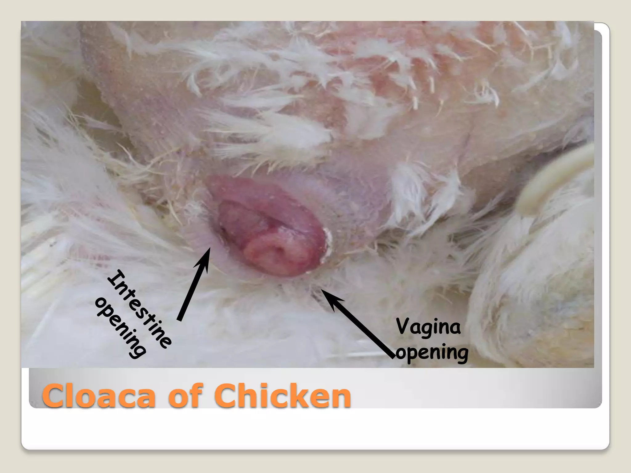 Vagina
                    opening

Cloaca of Chicken
 