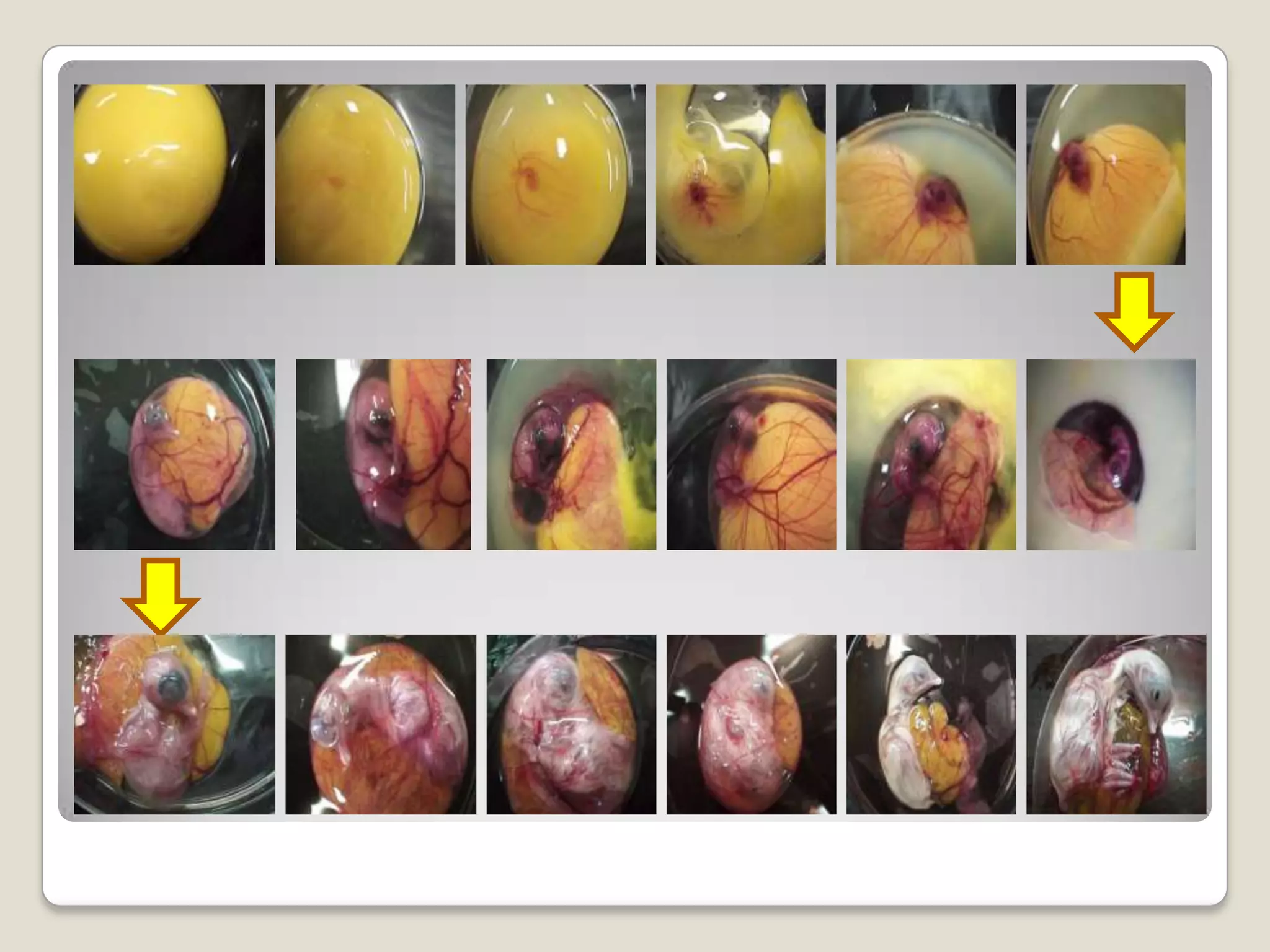 Reproductive system of hen