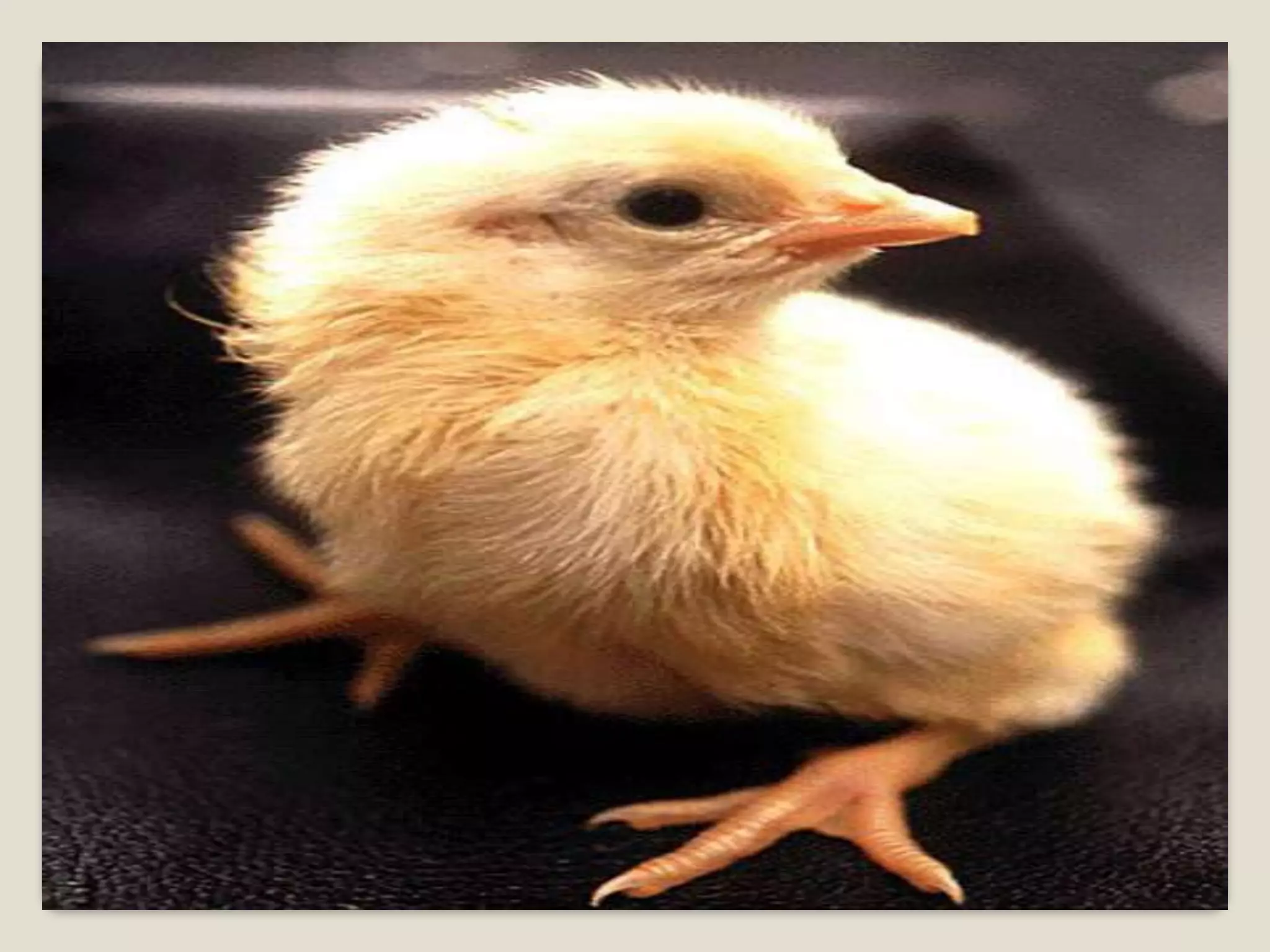 Reproductive system of hen